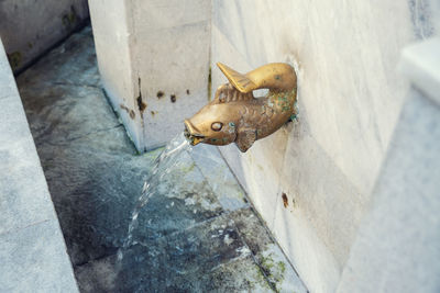 High angle view of horse on wall