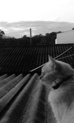 Cat on roof against sky