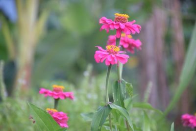 Close-up of pink flowers blooming outdoors