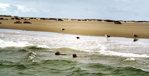 Seal swimming in sea by beach 