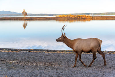 Deer by lake against sky