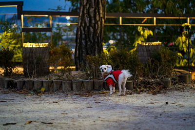 Dog standing by tree trunk