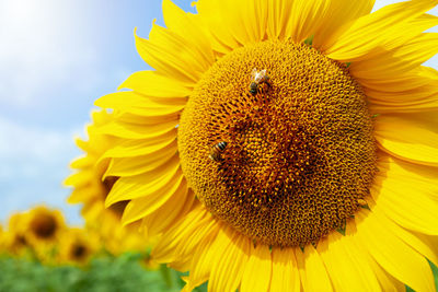 sunflower