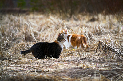 Two cats on the ground