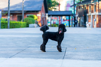 The black standard poodle is standing on a playground in the city.