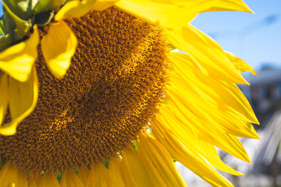 Close-up of sunflower