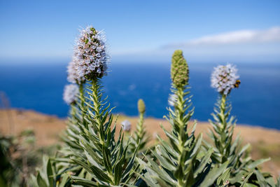 Close-up of flowering plants on land against sky