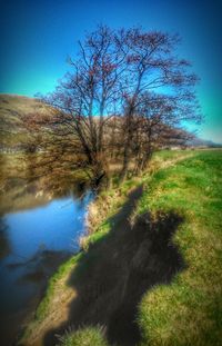 Scenic view of tree against sky