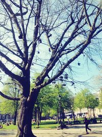 Bare trees in park