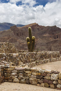 Cactus growing by rocky mountains against cloudy sky