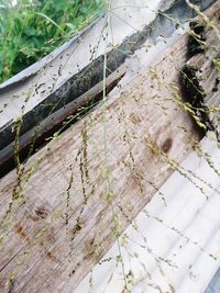 Close-up of ivy growing on wood
