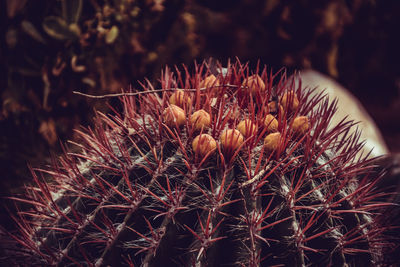 Close-up of plant