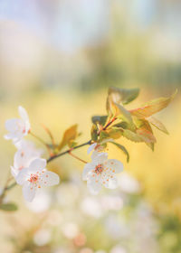 Close-up of cherry blossom