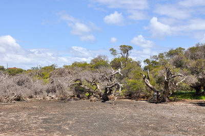 Trees on landscape against sky