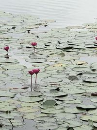 Pink lotus water lily in lake