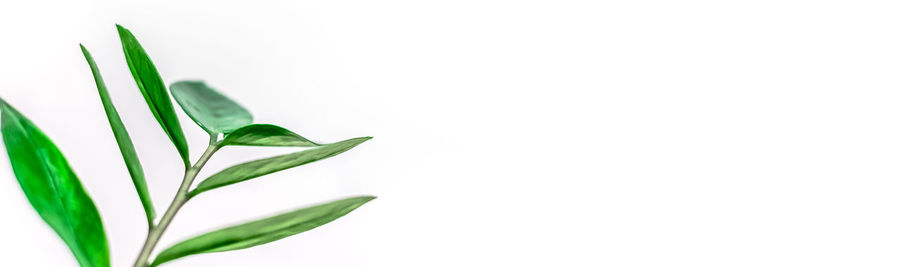 Close-up of plant against white background