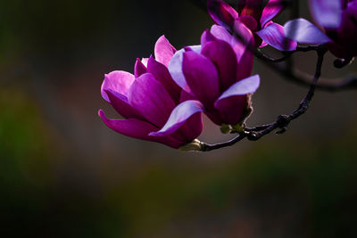 Close-up of pink flower