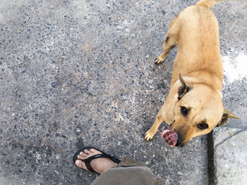 Portrait of dog standing by leg on footpath