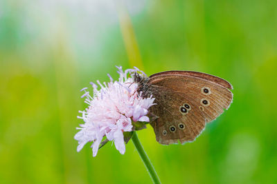 Close-up of butterfly pollinating on pink flower.