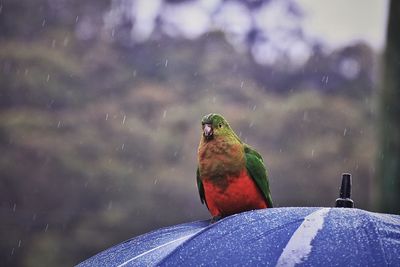 Close-up of bird perching on leaf