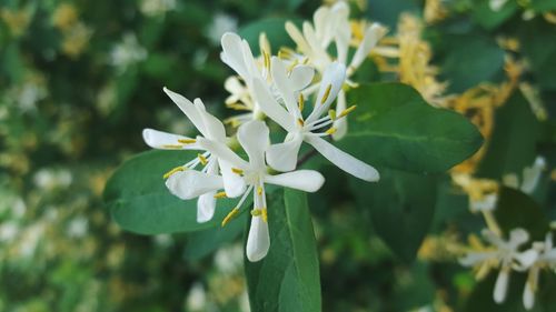 Close-up of white flowers