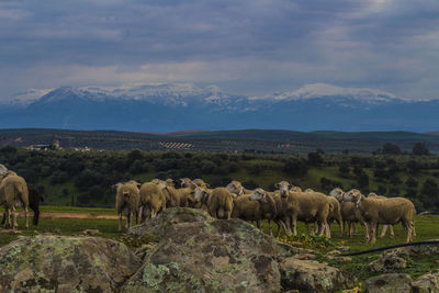 Flock of sheep standing on landscape against sky