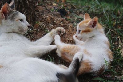 View of two cats on field