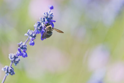 Close-up of bee on lavender