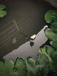 High angle view of water lily floating on lake