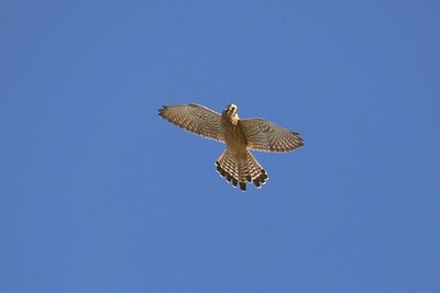 Low angle view of eagle flying against clear blue sky