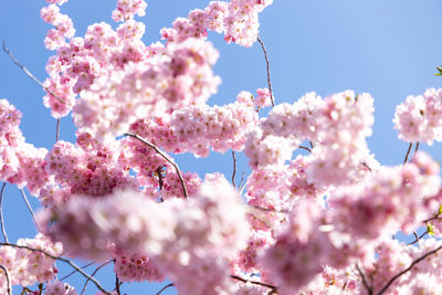 Low angle view of cherry blossom