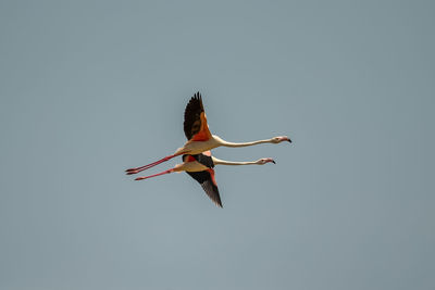 Low angle view of birds flying against clear sky