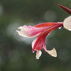 Close-up of pink flower blooming outdoors