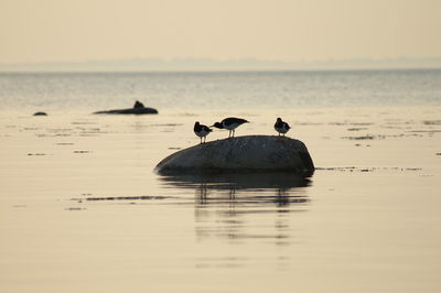 View of birds swimming in sea