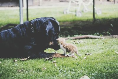 Dog relaxing on grassy field