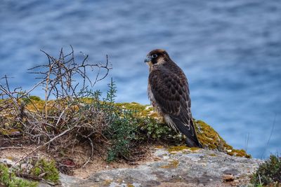 Bird perching on rock