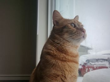 Close-up of a cat looking away