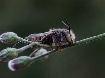 Close-up of bee on flower