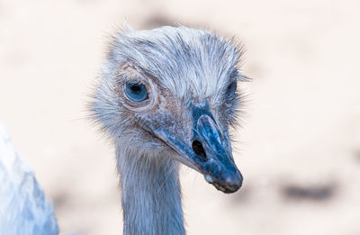 Close-up of a bird