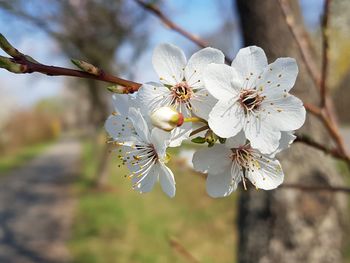 Close-up of cherry blossoms in spring