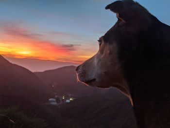 Close-up of dog looking away against sky during sunset