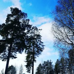 Low angle view of trees against sky