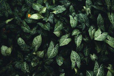 Full frame shot of green leaves