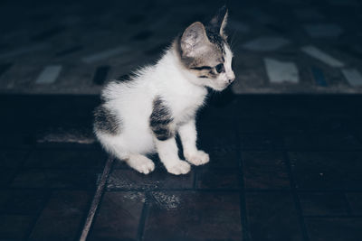 Cat on floor