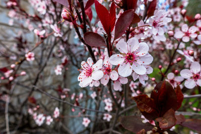 Close-up of apple blossoms in spring