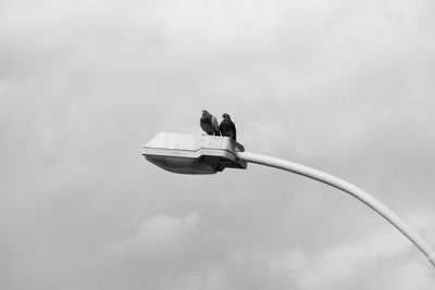 Low angle view of bird perching on pole against sky