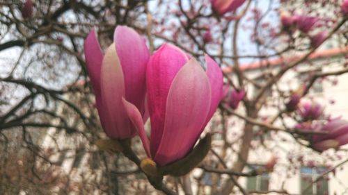 Close-up of pink flower against blurred background