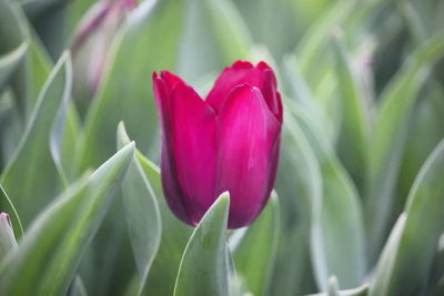 Close-up of pink tulip flower