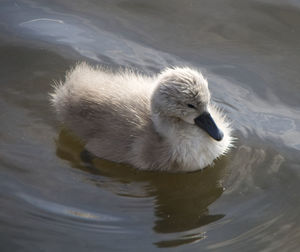 High angle view of swan swimming in lake