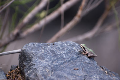 Close-up of butterfly on rock